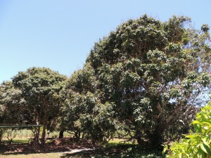 Lychee tree