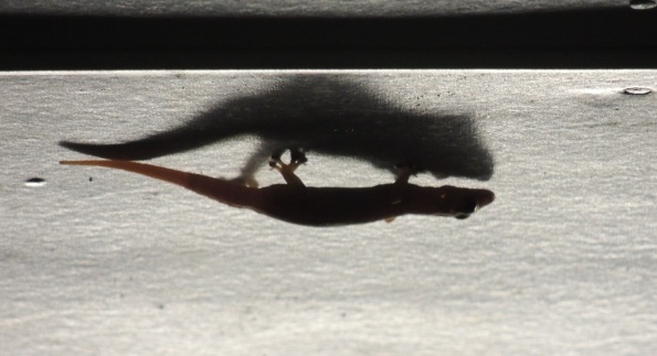 Gecko shadow