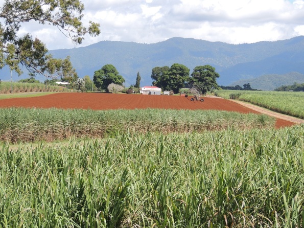 View of red soil