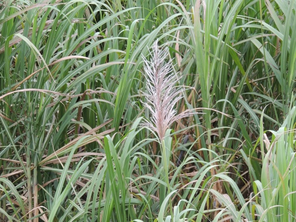 Sugar Cane Flower