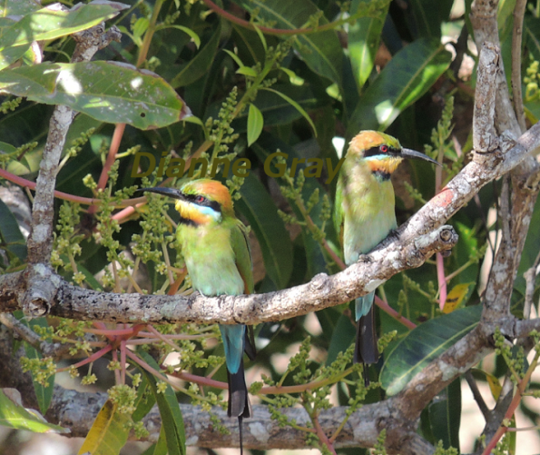 Two Rainbow Bee-eaters3