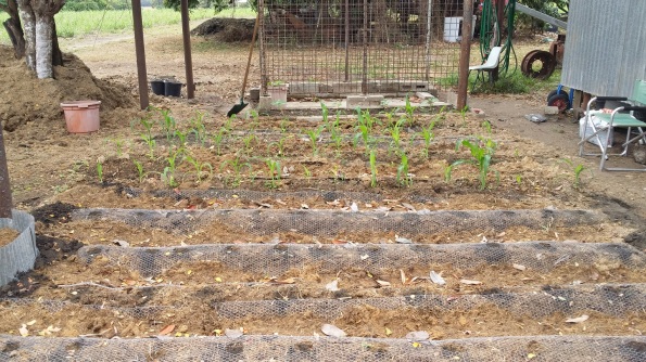 The corns seems to be growing well. I've put wire over the ground to stop the bandicoots from digging.