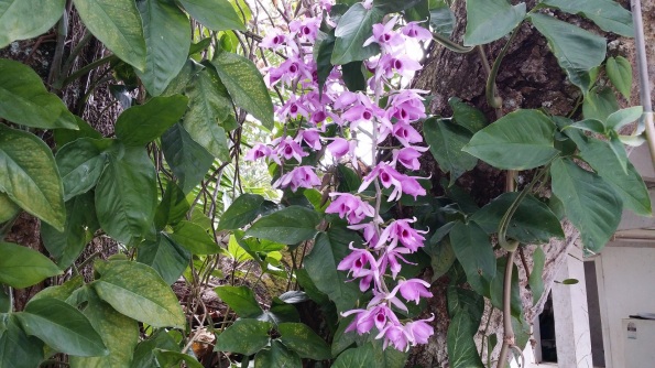 The Cooktown Orchids are in bloom so I just had to get a shot of them!