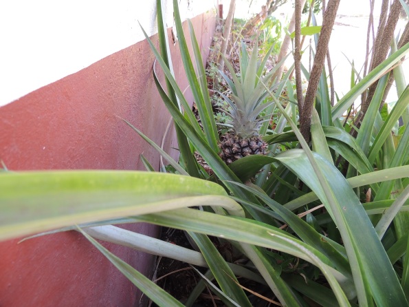 Surprise Pineapple