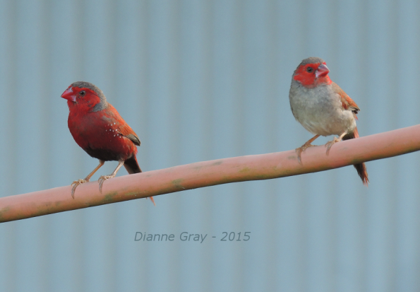 Finches1