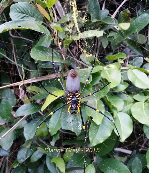 Golden Orb spider1
