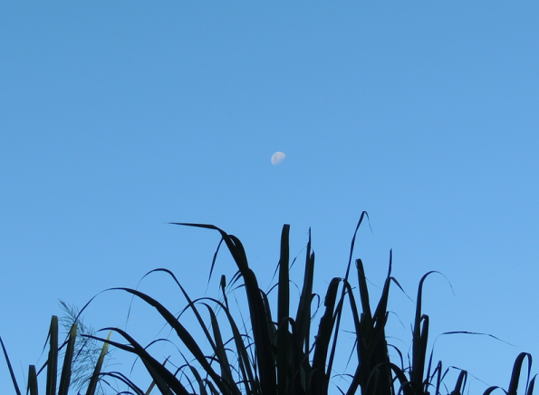 Moon over cane2
