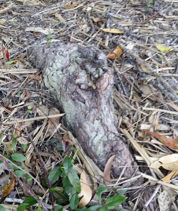 Tree root crocodile