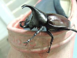 Rhinoceros Beetle1