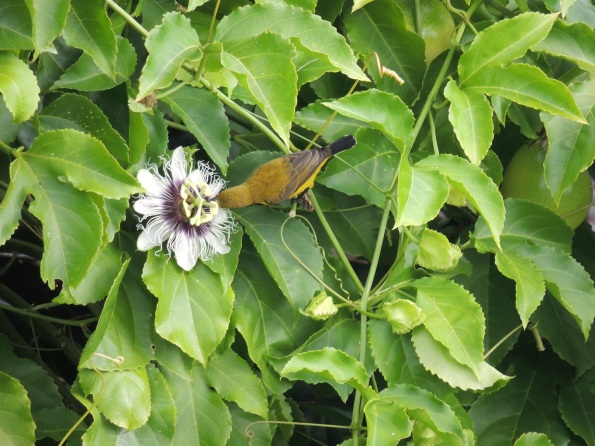 Sunbird and flower_WP1