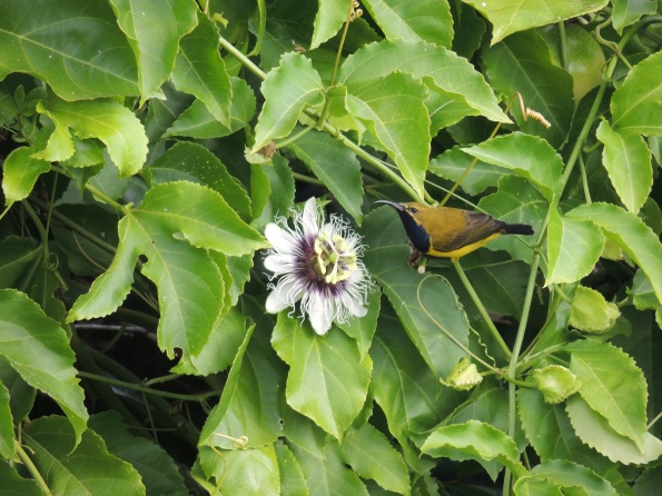 Sunbird and flower_WP2